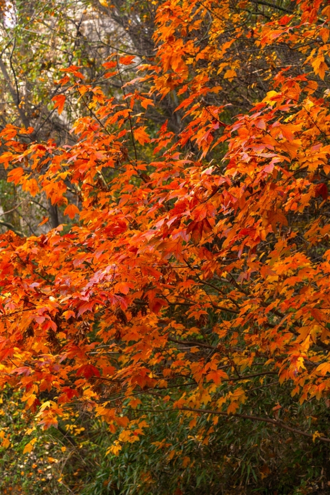 “瞰見秦嶺 詩畫終南”媒體景區(qū)行活動 邂逅南五臺秋韻